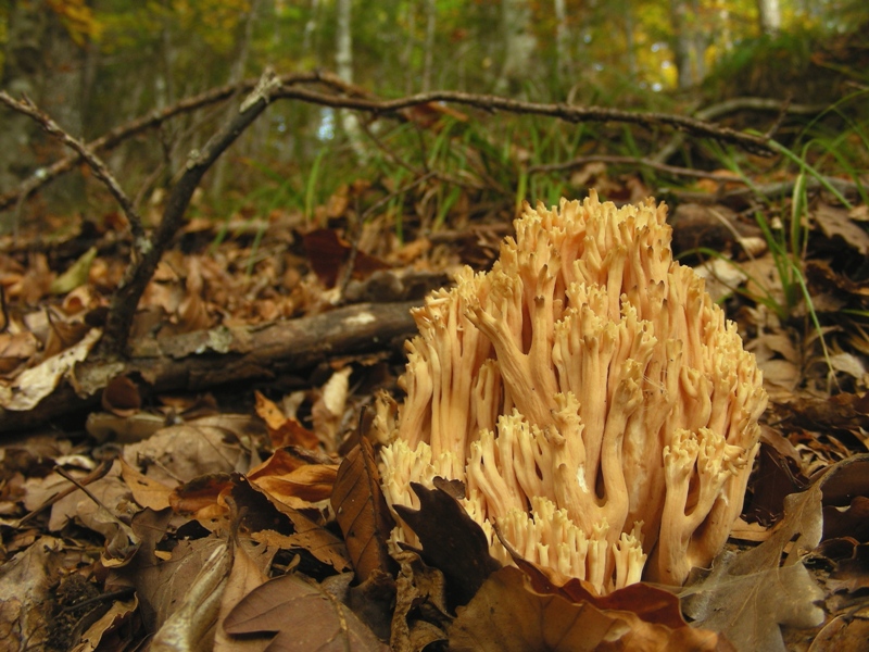 appariscente Ramaria (cfr. Ramaria formosa)